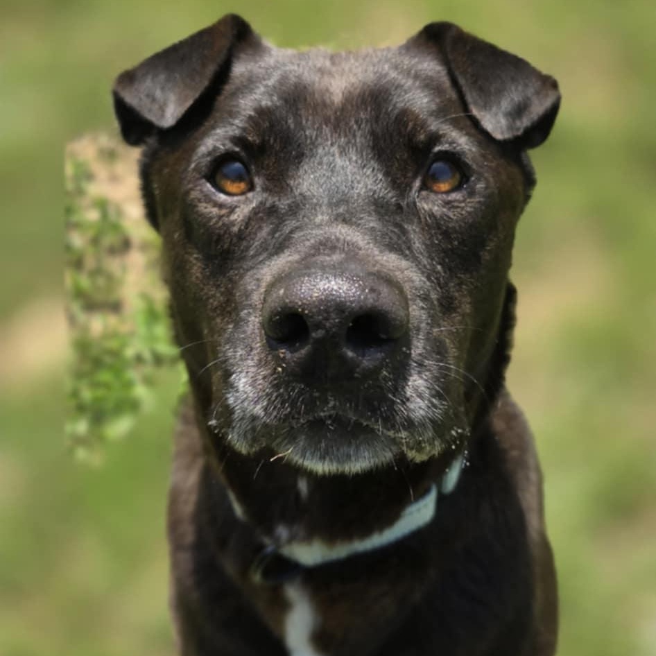 Smokey, a Adoptable mixed breed in Orange, VA image 2/4