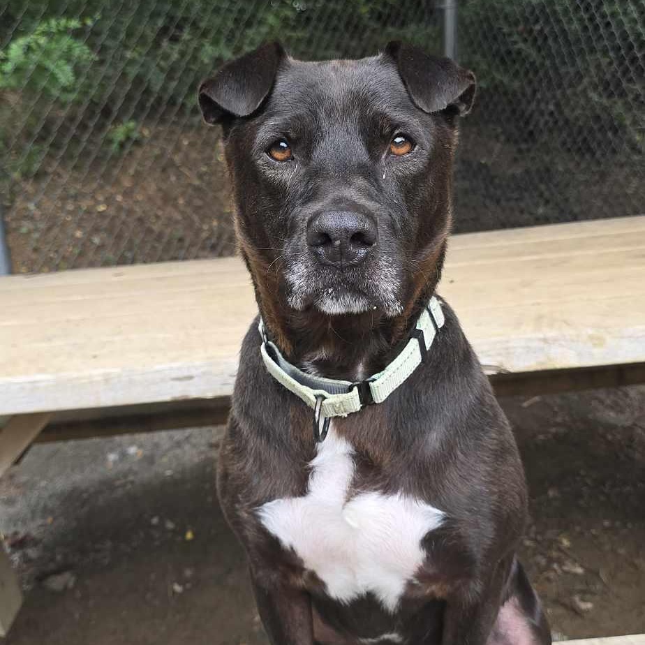 Smokey, Adoptable, Senior Male Pit Bull Terrier.