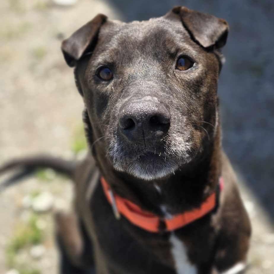 Smokey, a Adoptable mixed breed in Orange, VA image 4/4
