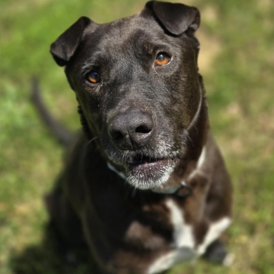 Smokey, a Adoptable mixed breed in Orange, VA image 3/4