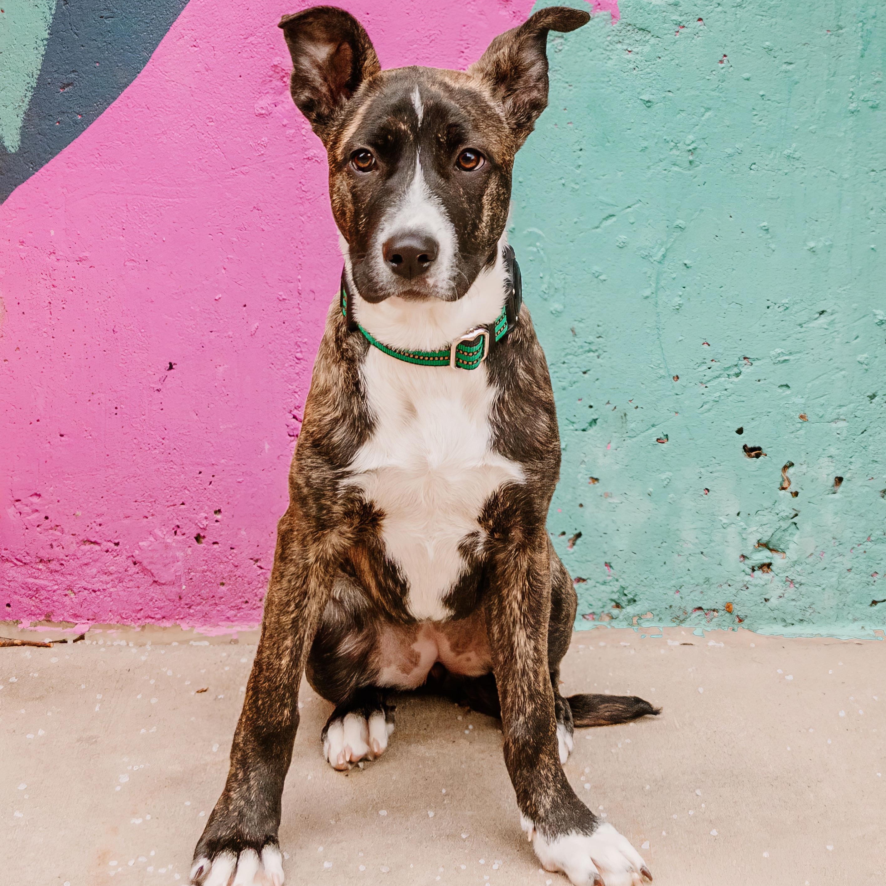 Enlarge Payton, a ADOPTABLE mixed breed in Rock Hill, SC image 6/6