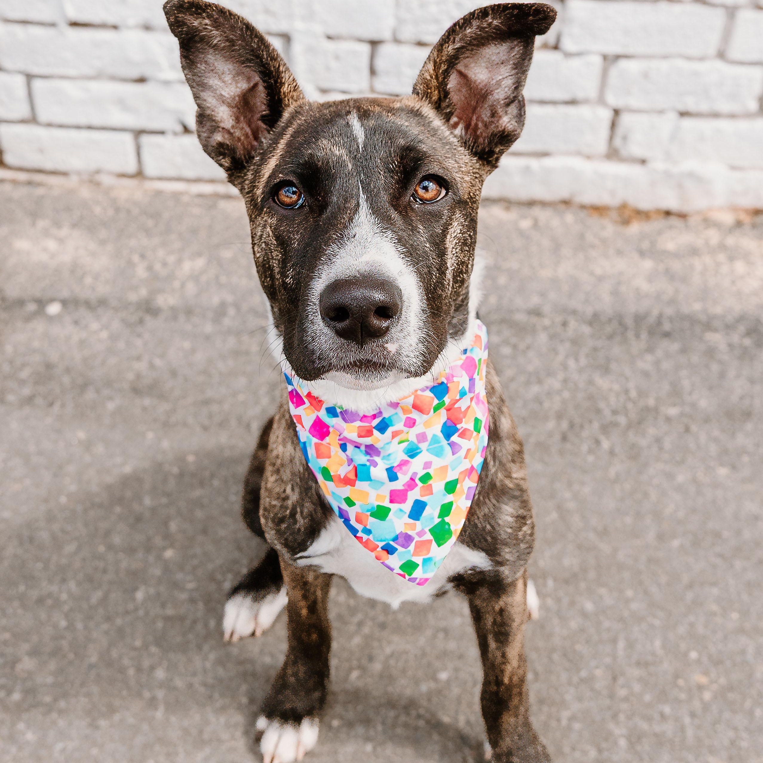 Payton, a ADOPTABLE mixed breed in Rock Hill, SC image 1/6