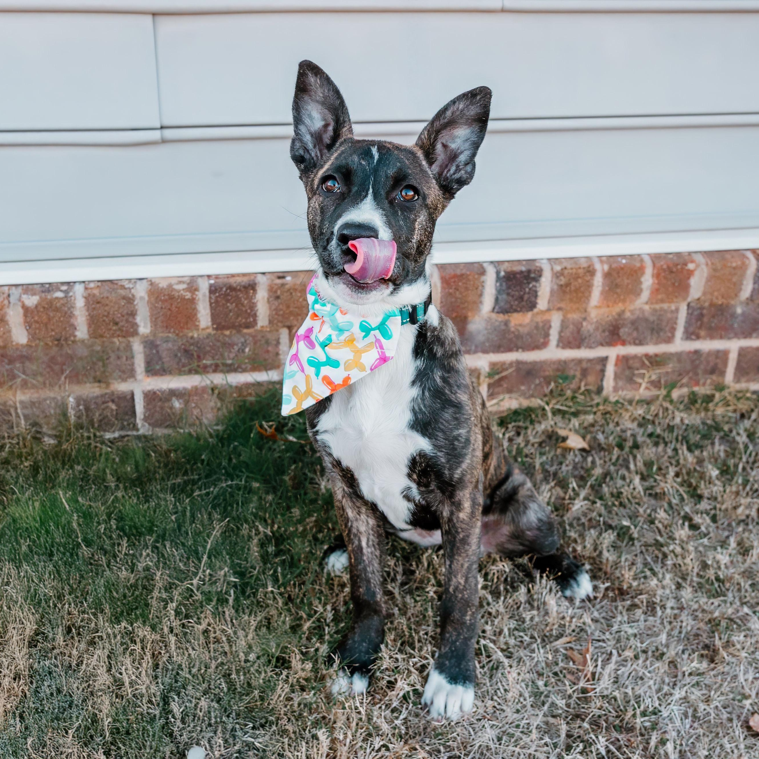 Enlarge Payton, a ADOPTABLE mixed breed in Rock Hill, SC image 3/6