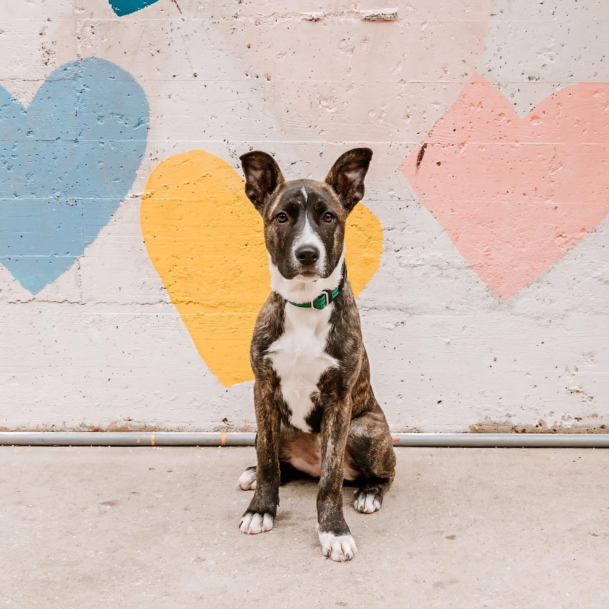 Enlarge Payton, a ADOPTABLE mixed breed in Rock Hill, SC image 2/6