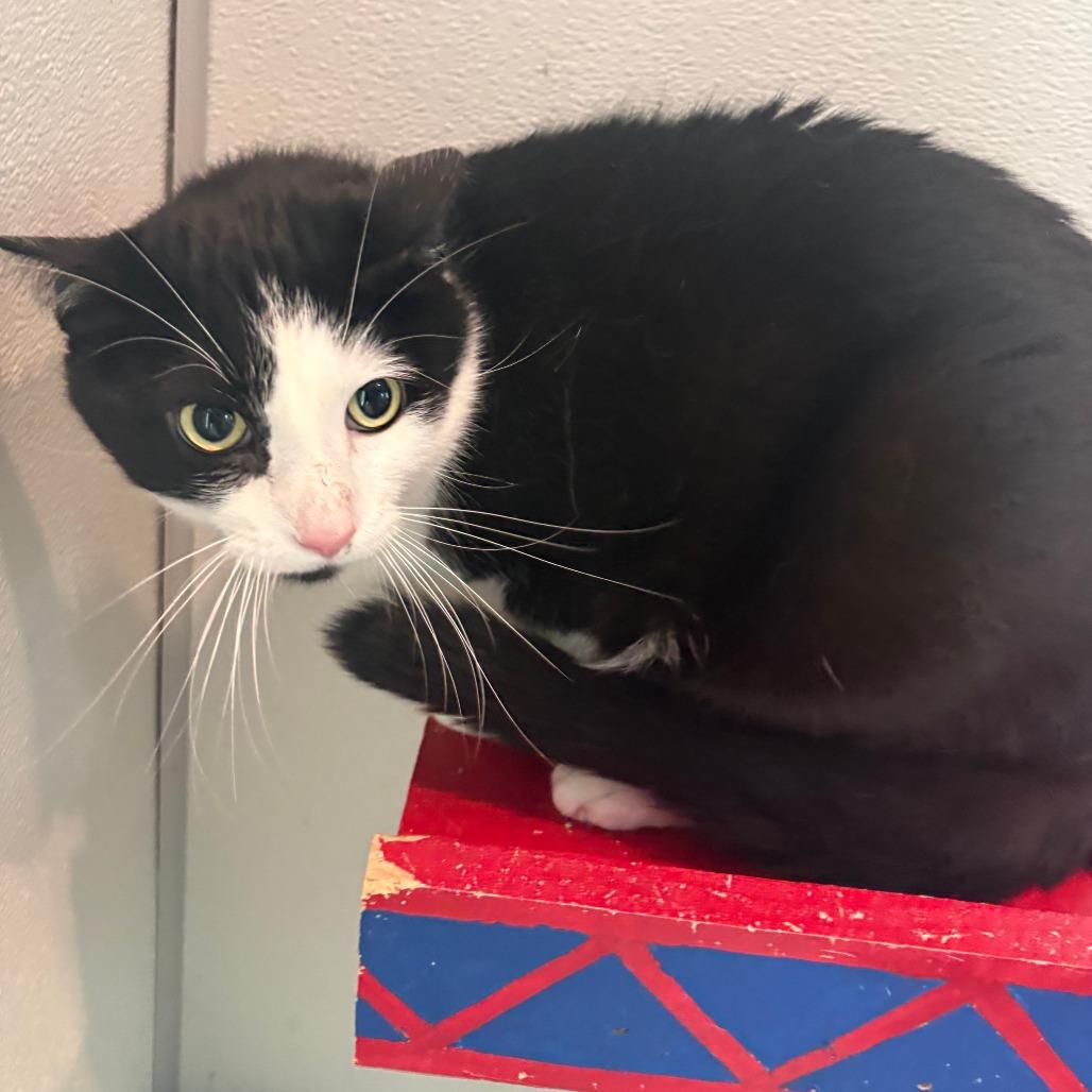 Sammy, Adoptable, Adult Male Domestic Short Hair.