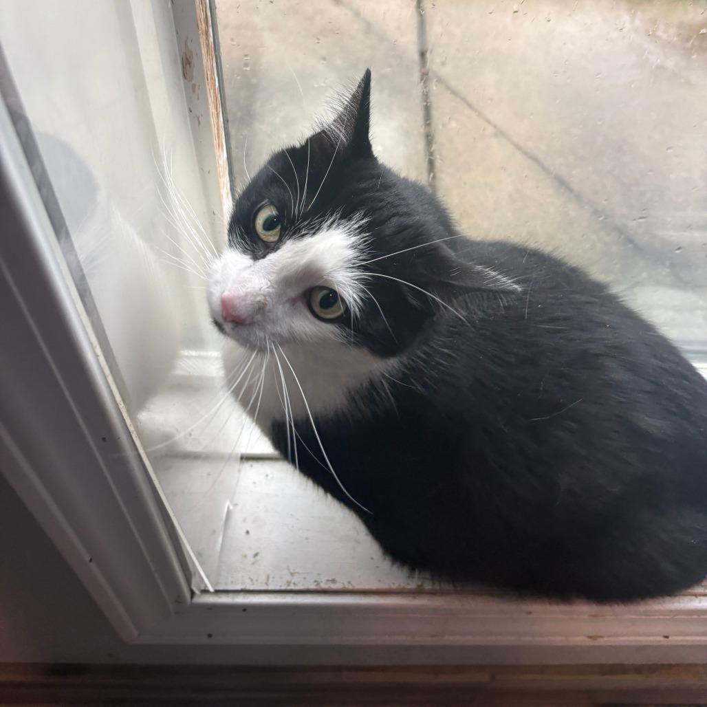 Enlarge Sammy, a Adoptable Domestic Short Hair in West Des Moines, IA image 2/2