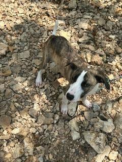 Missy, a Adoptable mixed breed in Neosho, MO image 3/3