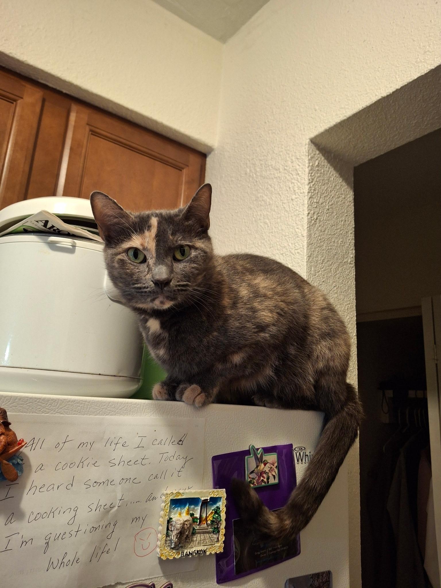 Enlarge Olive, a Adoptable mixed breed in Massillon, OH image 5/6