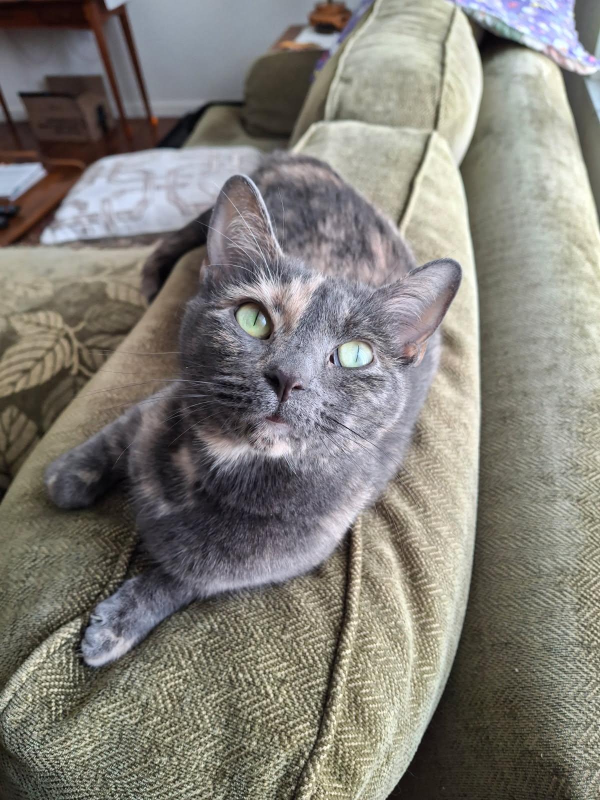 Enlarge Olive, a Adoptable mixed breed in Massillon, OH image 1/2