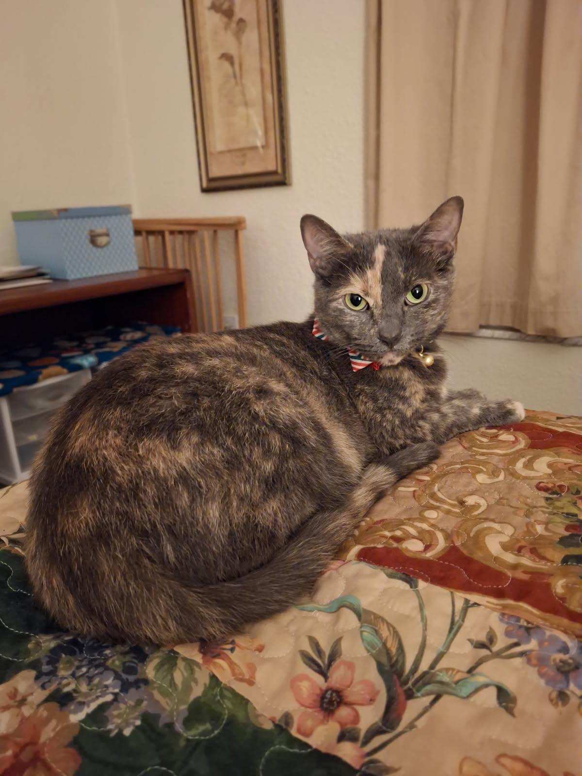 Enlarge Olive, a Adoptable mixed breed in Massillon, OH image 2/2