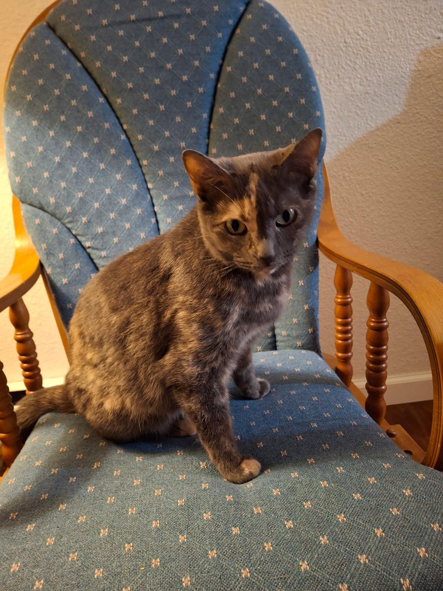 Enlarge Olive, a Adoptable mixed breed in Massillon, OH image 2/6