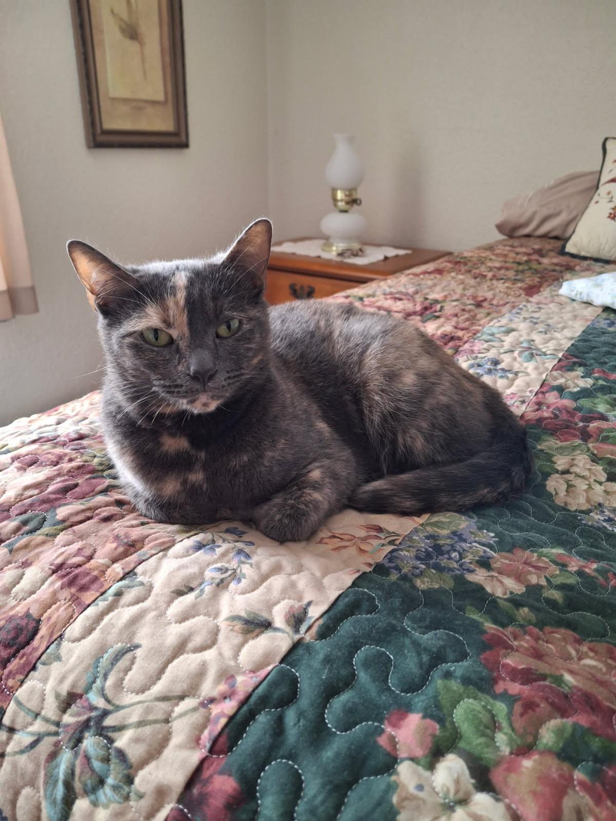 Enlarge Olive, a Adoptable mixed breed in Massillon, OH image 6/6