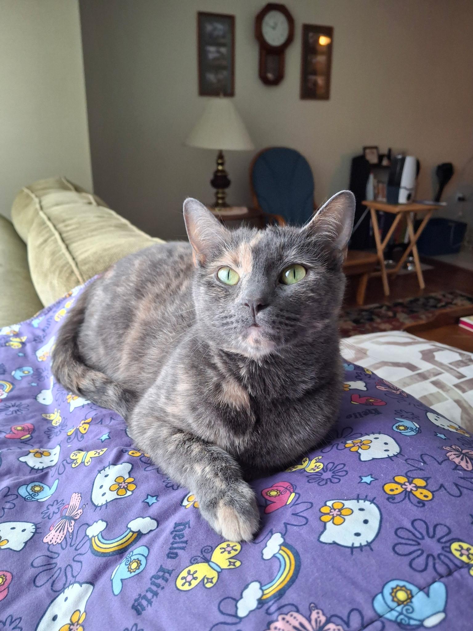 Enlarge Olive, a Adoptable mixed breed in Massillon, OH image 3/6