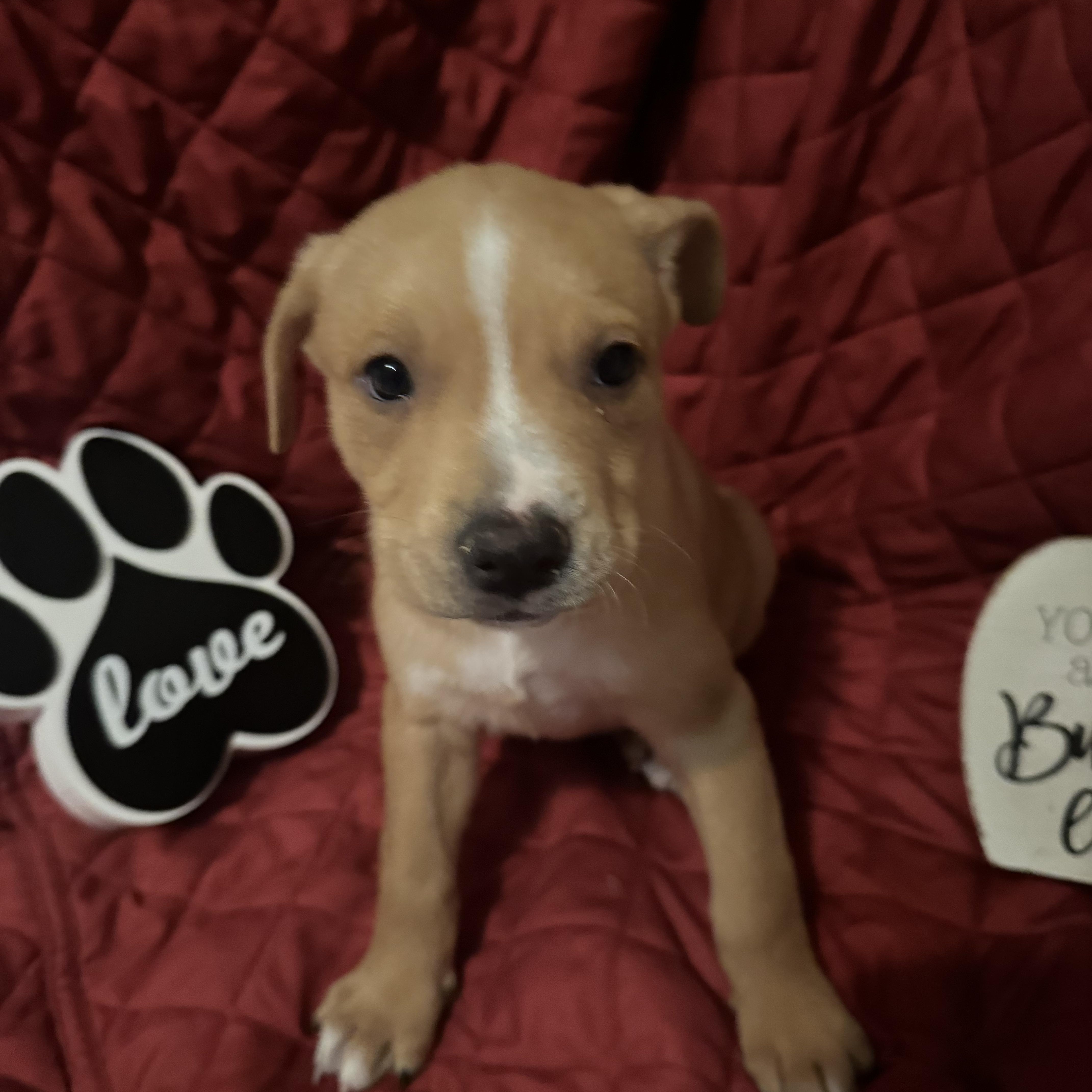 Enlarge Peanut Butter Cup, a Adoptable mixed breed in McHenry, IL image 1/1