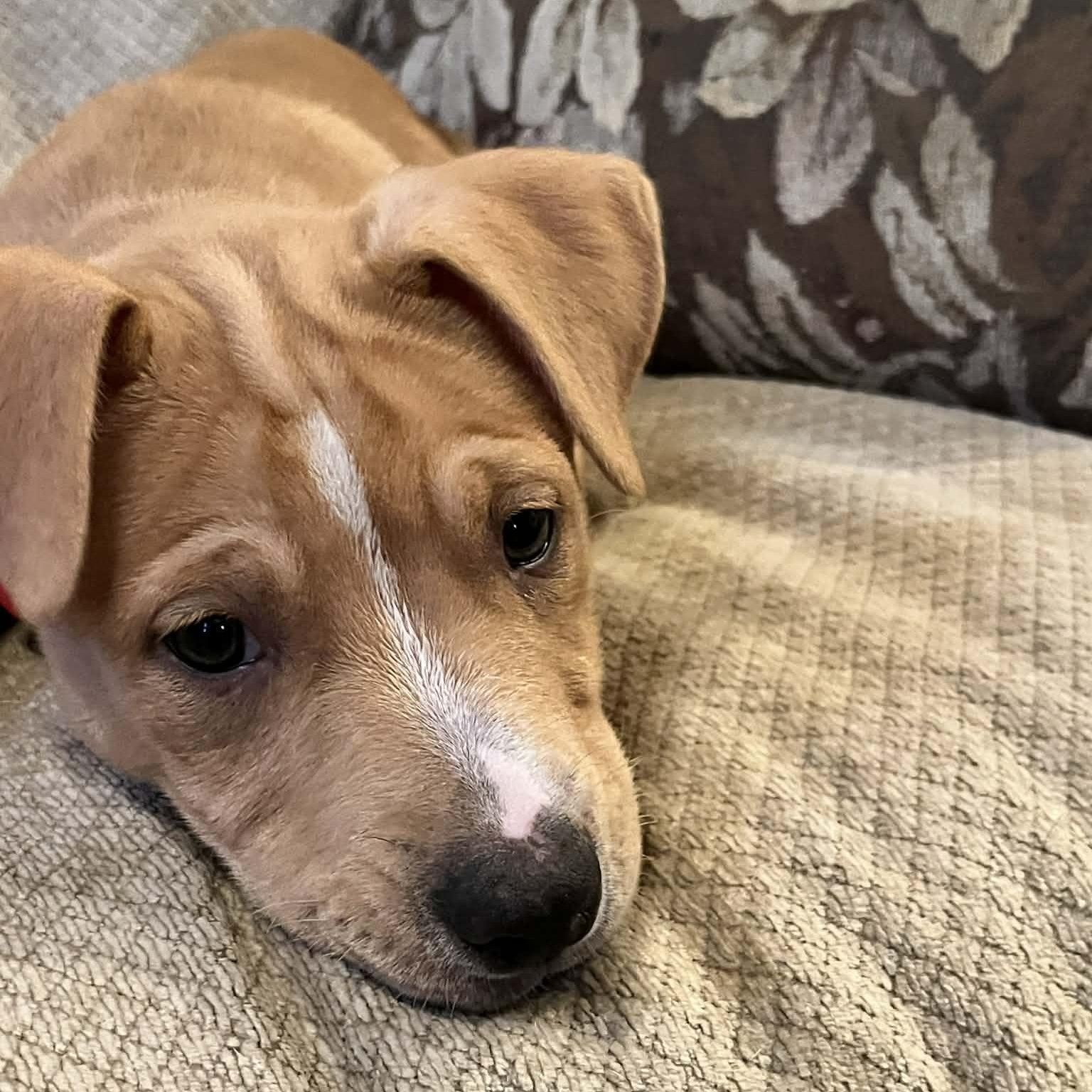 Peanut Butter Cup, Adoptable, Puppy Male Labrador Retriever.