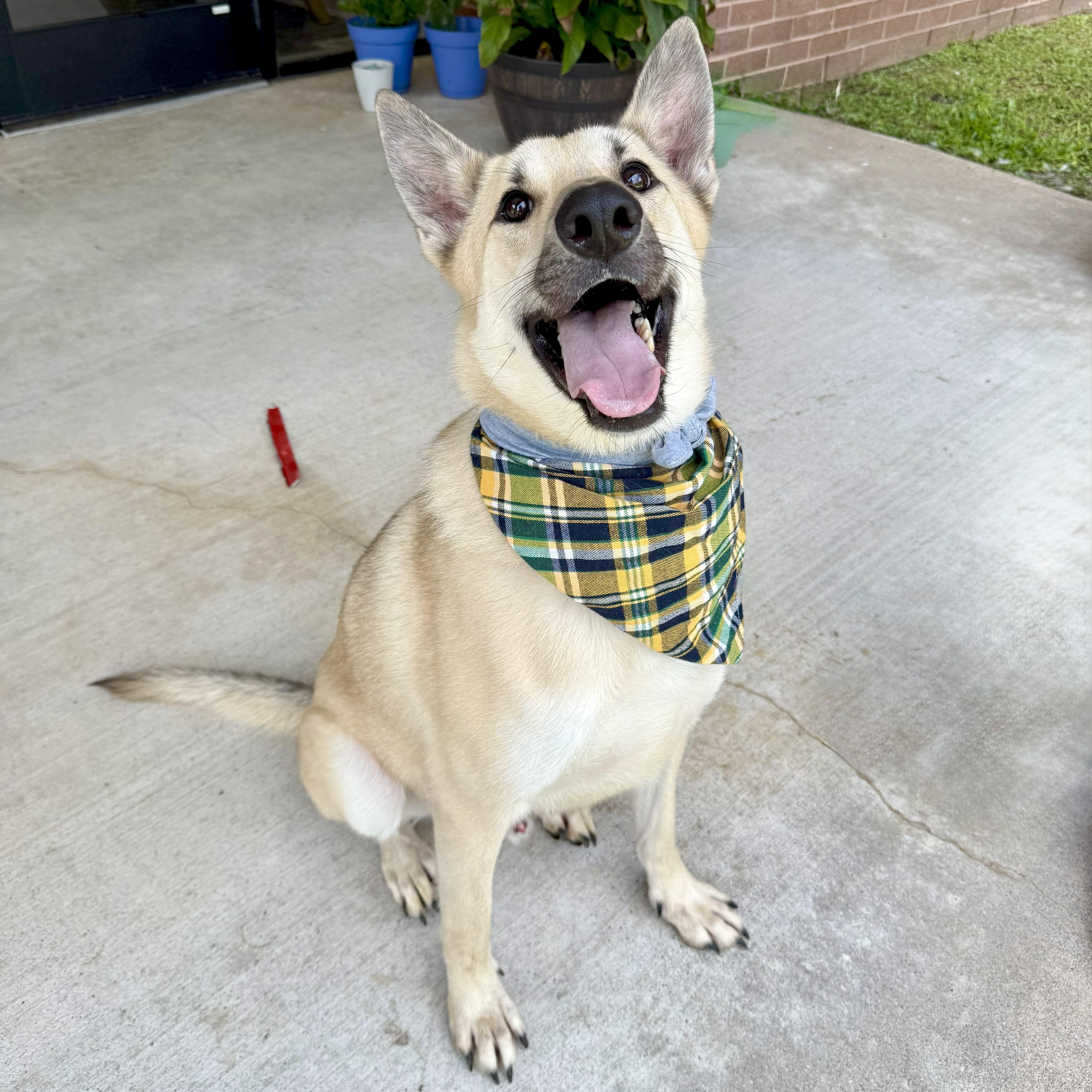 Chestnut — thumbnail 3