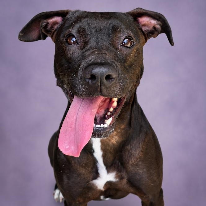 Enlarge Kimi, a ADOPTABLE mixed breed in Phenix City, AL image 1/1