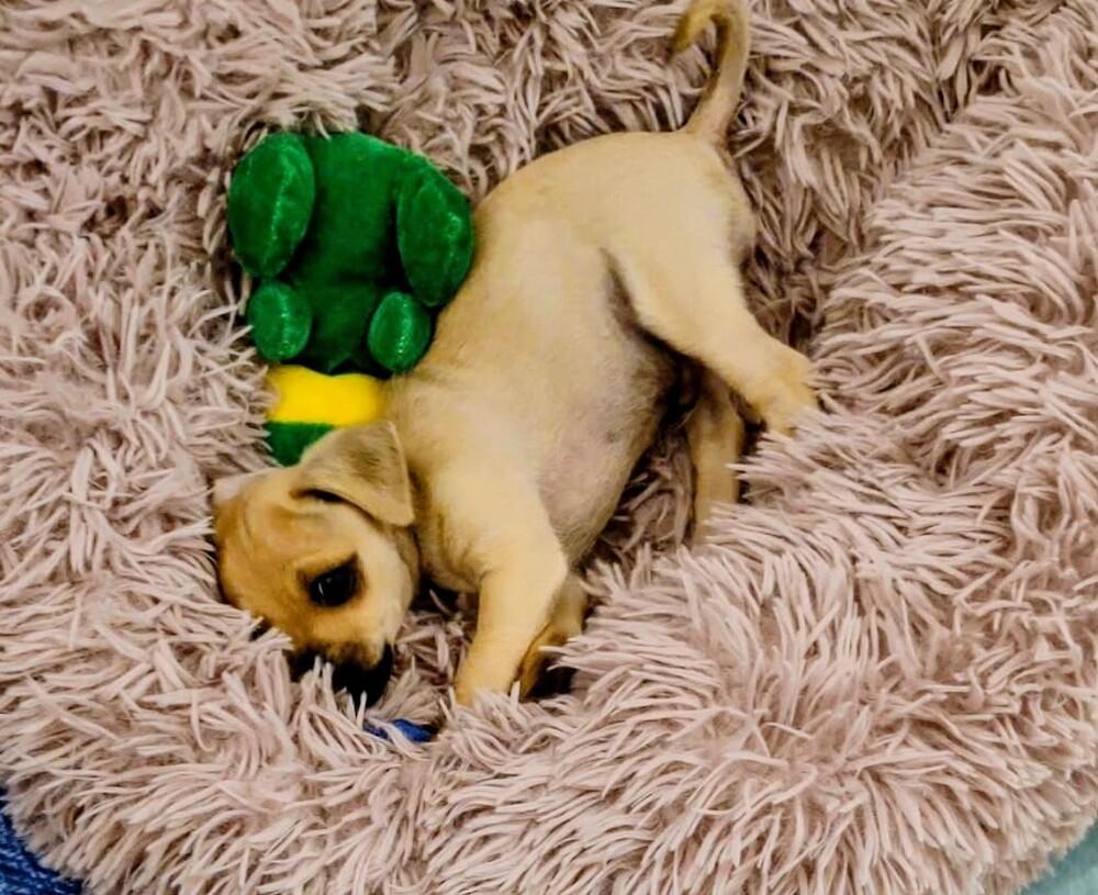 Grady, Adoptable, Puppy Male Chihuahua & Mixed Breed.