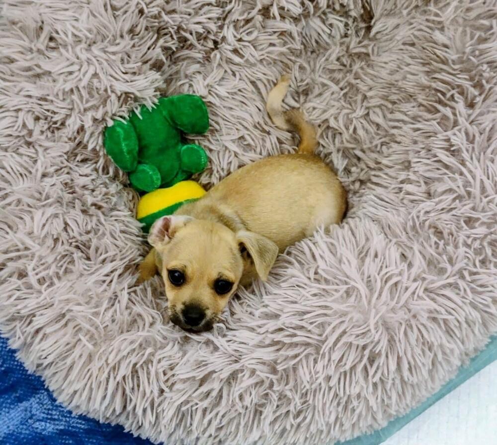 Enlarge Grady, a Adoptable mixed breed in Evergreen, CO image 2/6