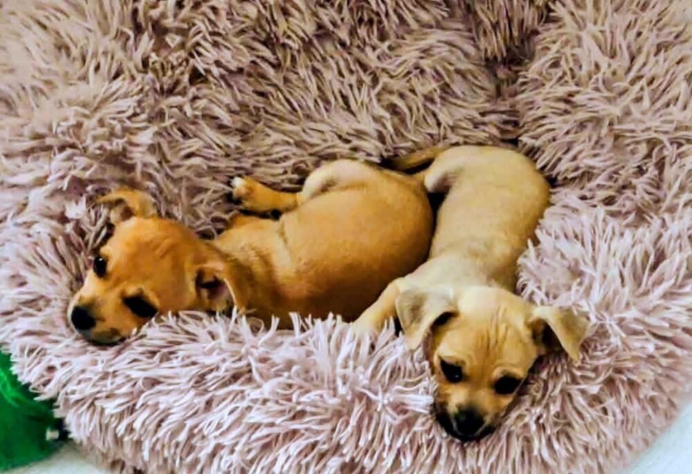 Enlarge Grady, a Adoptable mixed breed in Evergreen, CO image 3/6