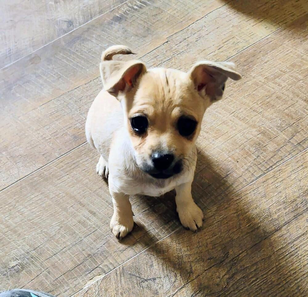 Enlarge Grady, a Adoptable mixed breed in Evergreen, CO image 4/6