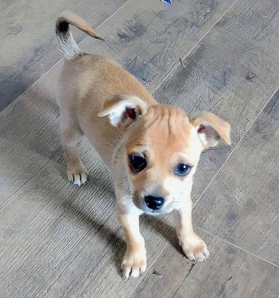 Enlarge Grady, a Adoptable mixed breed in Evergreen, CO image 6/6