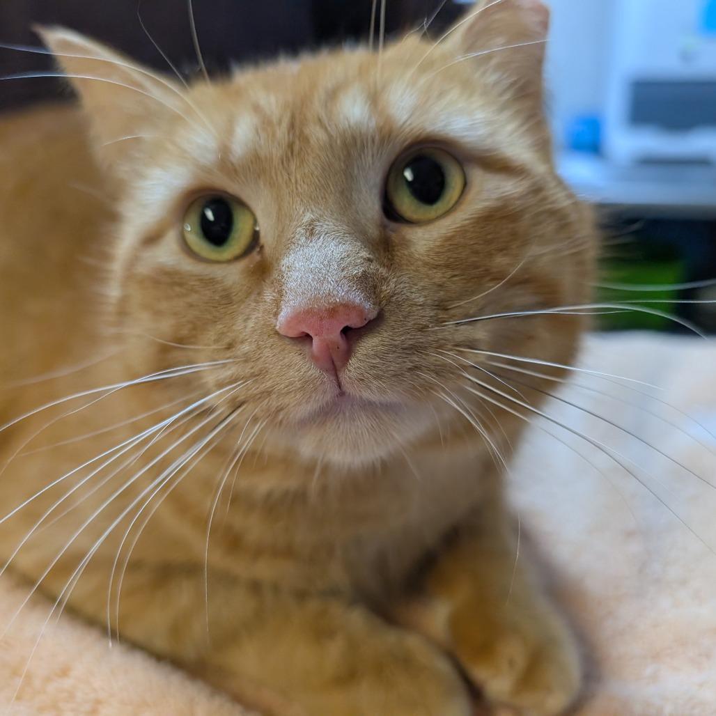 Paulo, Adoptable, Adult Male Domestic Short Hair.