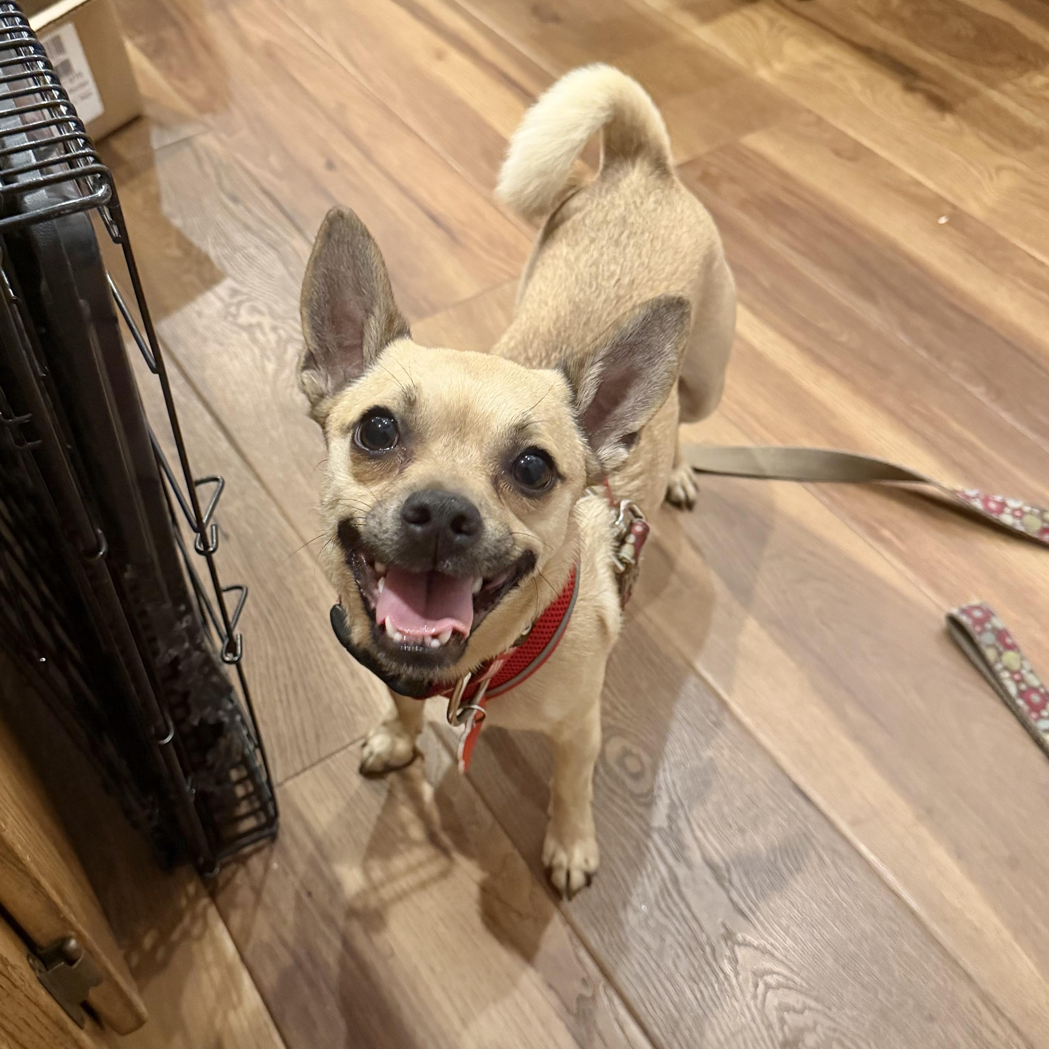 Poncho, a ADOPTABLE mixed breed in Boulder, CO image 3/6