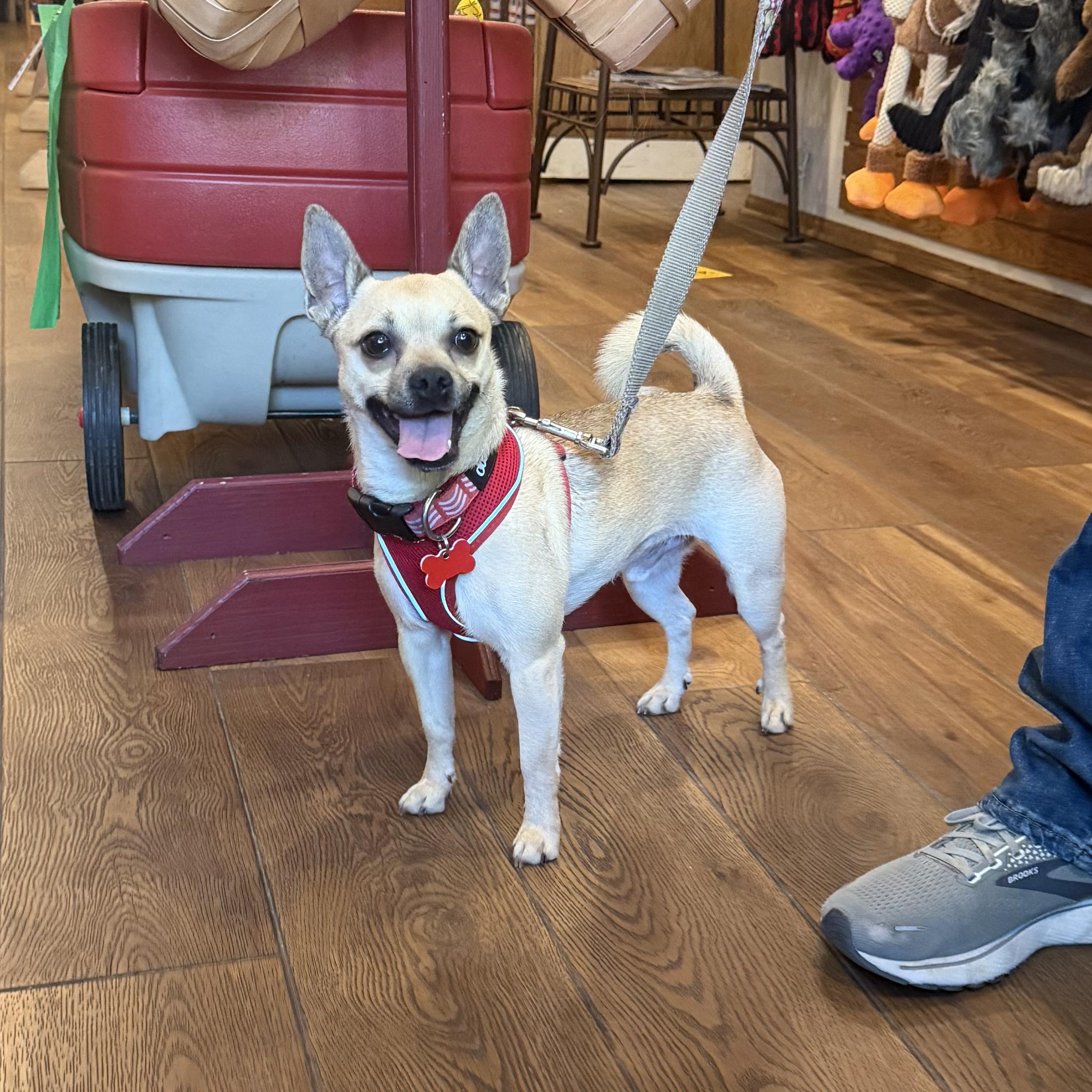 Poncho, a ADOPTABLE mixed breed in Boulder, CO image 5/6