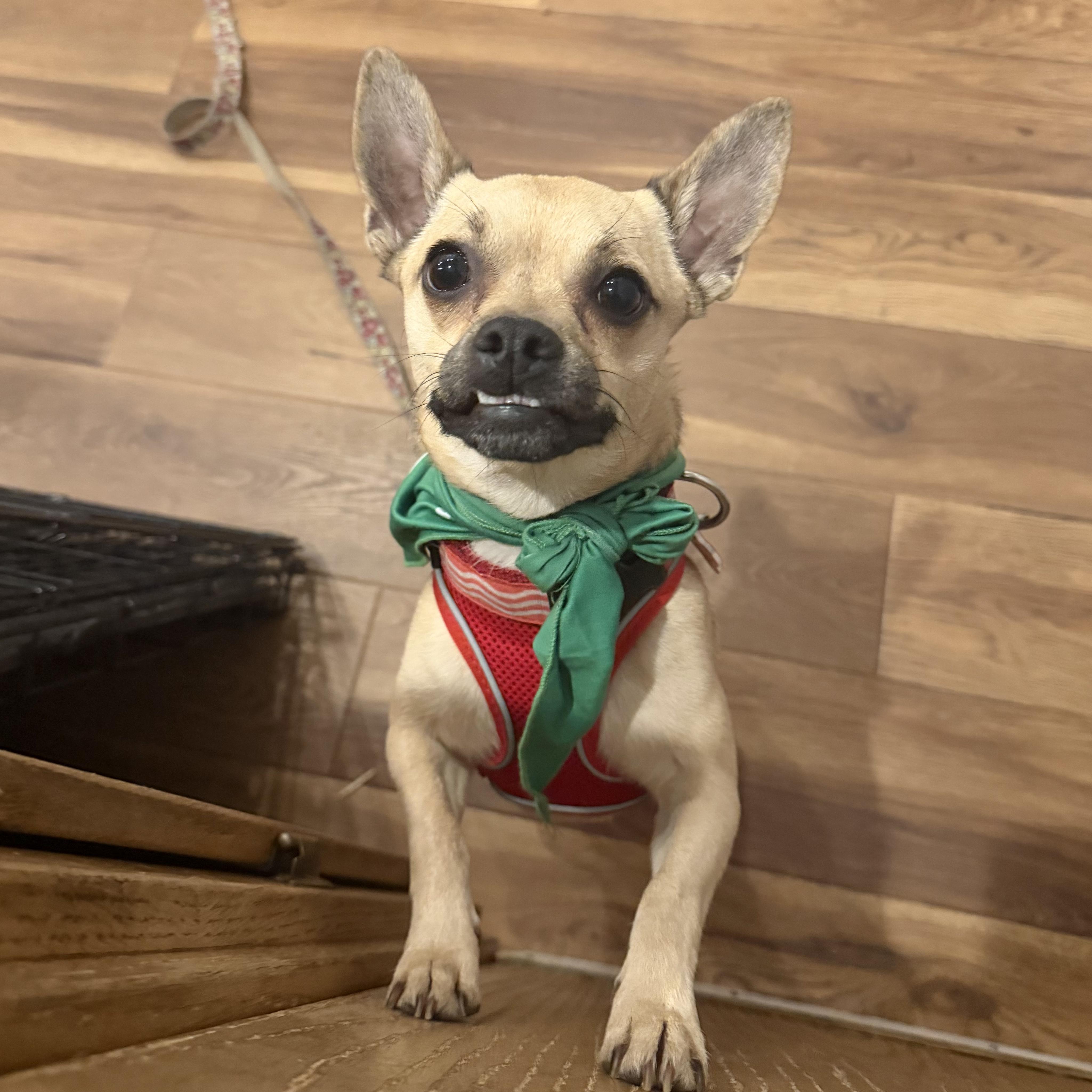 Poncho, a ADOPTABLE mixed breed in Boulder, CO image 1/6
