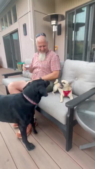 Enlarge Poncho, a ADOPTABLE mixed breed in Boulder, CO video 2/6