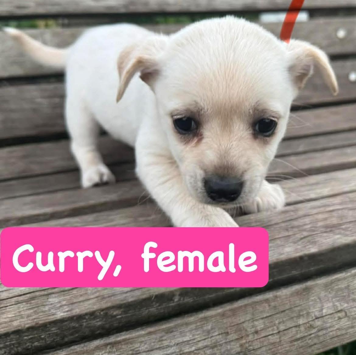 Enlarge Curry, a ADOPTABLE mixed breed in Eugene, OR image 1/1
