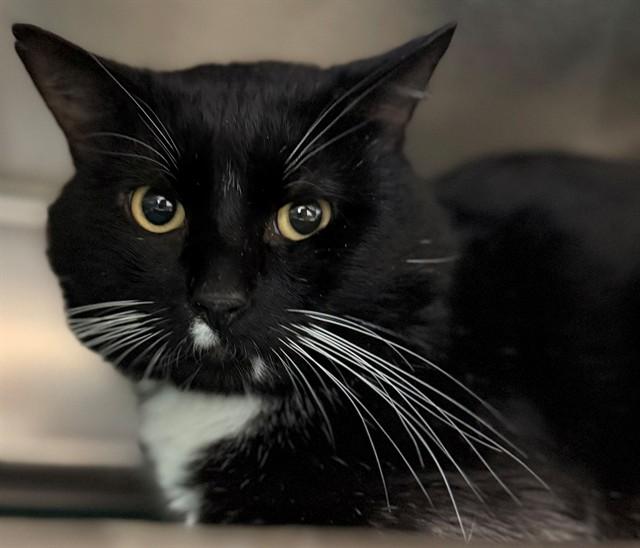 HOPPER, Adoptable, Adult Male Domestic Short Hair.