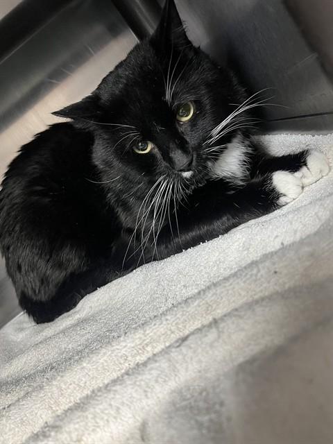 Enlarge HOPPER, a Adoptable Domestic Short Hair in Augusta, GA image 1/1