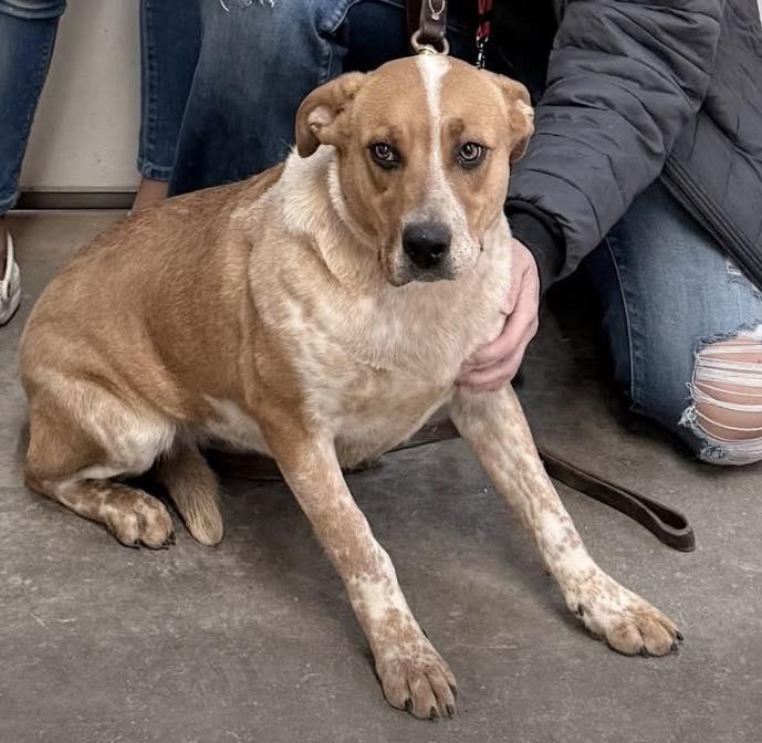 Enlarge Kelly Ann, a ADOPTABLE mixed breed in Traverse City, MI image 1/1