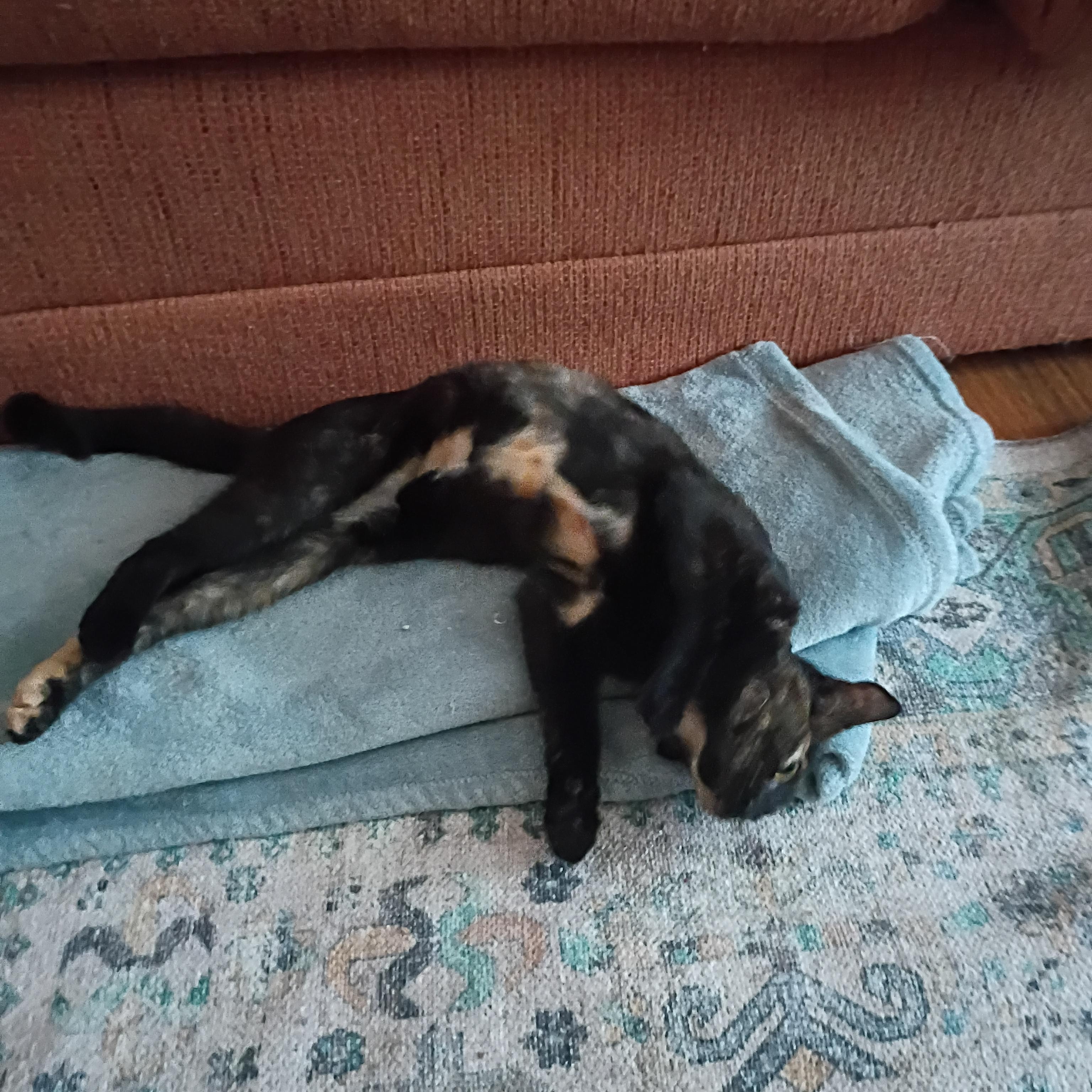 Razzmatazz, a Adoptable Domestic Short Hair in Myrtle Beach, SC image 3/5