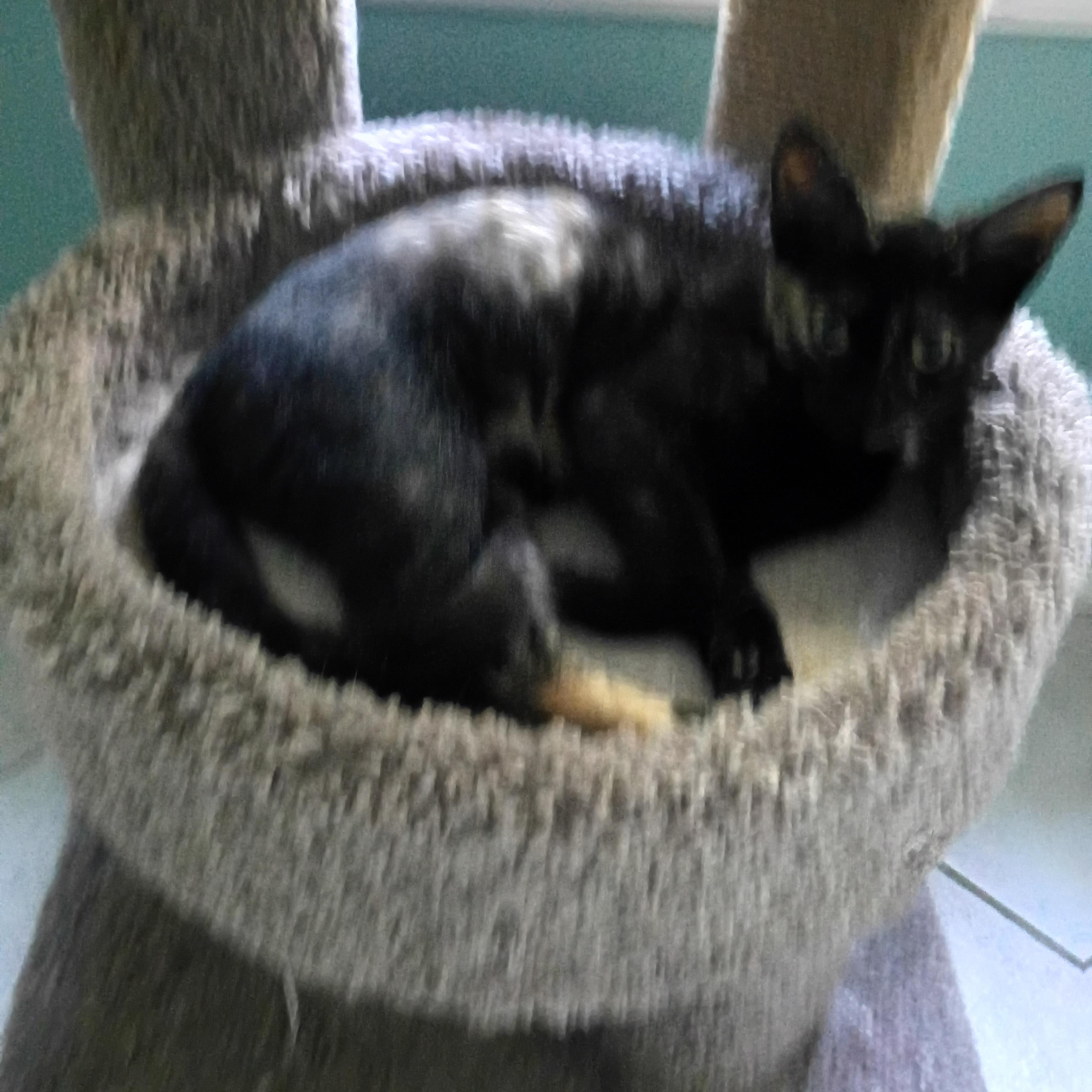 Razzmatazz, a Adoptable Domestic Short Hair in Myrtle Beach, SC image 4/5