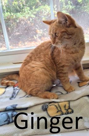 Enlarge Ginger, a Adoptable mixed breed in Mountain View, AR image 2/3