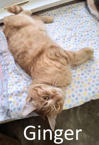 Enlarge Ginger, a Adoptable mixed breed in Mountain View, AR image 3/3