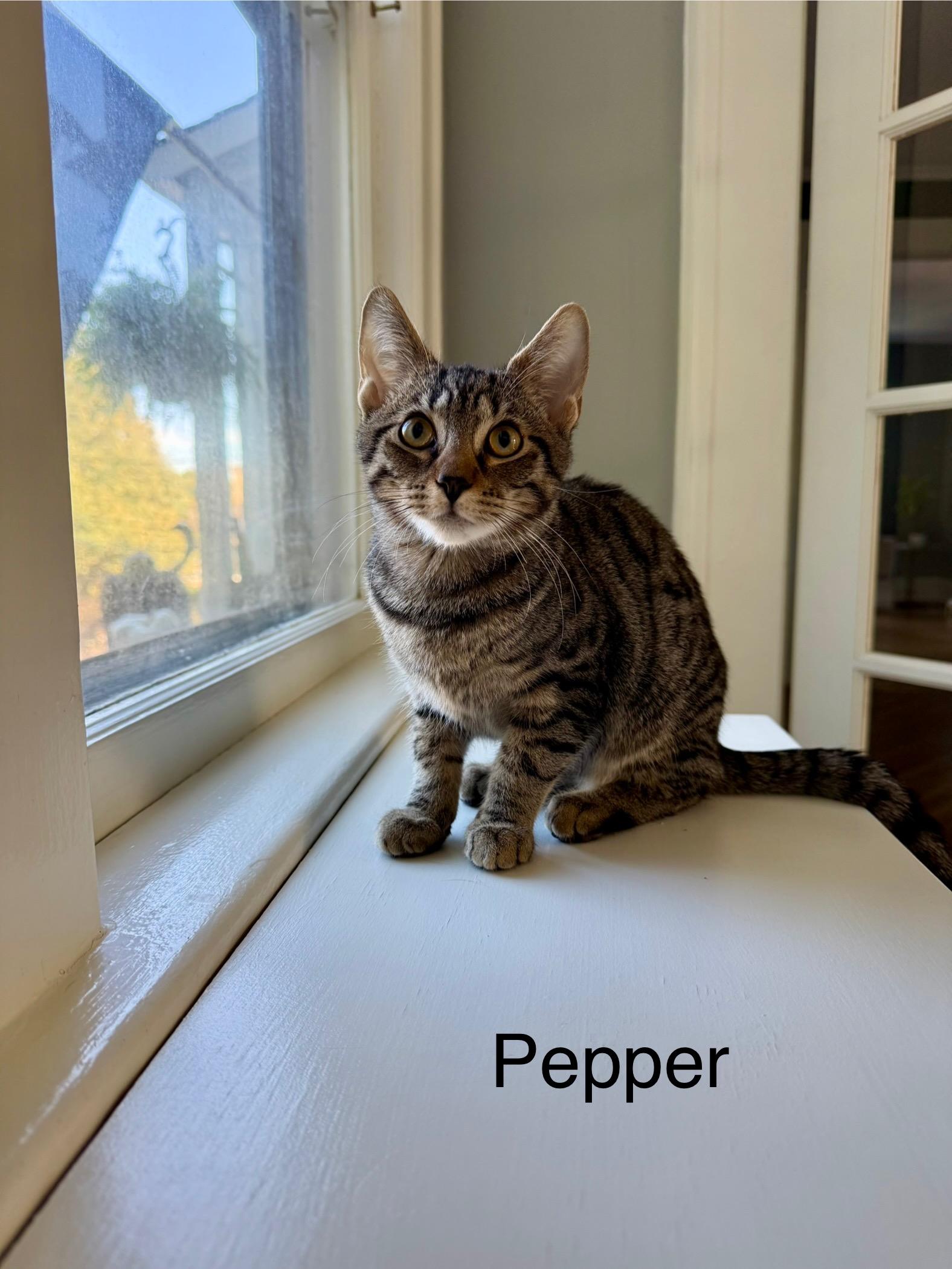 Enlarge Ginger and Pepper - a bonded brother and sister pair of kittens, a Adopted American Shorthair in East Orange, NJ image 1/3