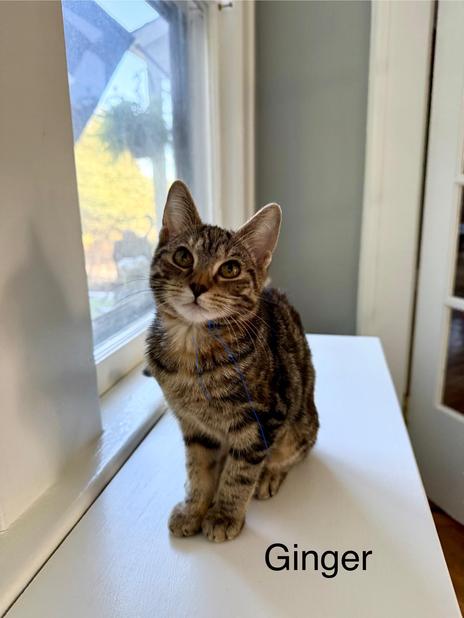 Enlarge Ginger and Pepper - a bonded brother and sister pair of kittens, a Adopted American Shorthair in East Orange, NJ image 2/3