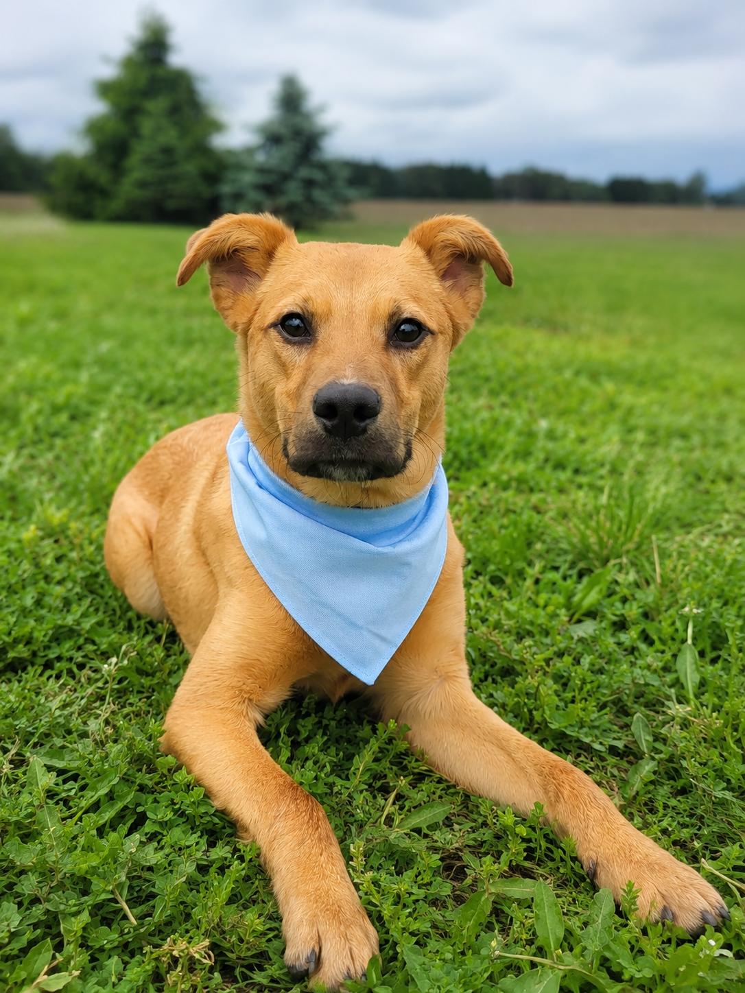 Squash, adopted, Young Male Terrier.