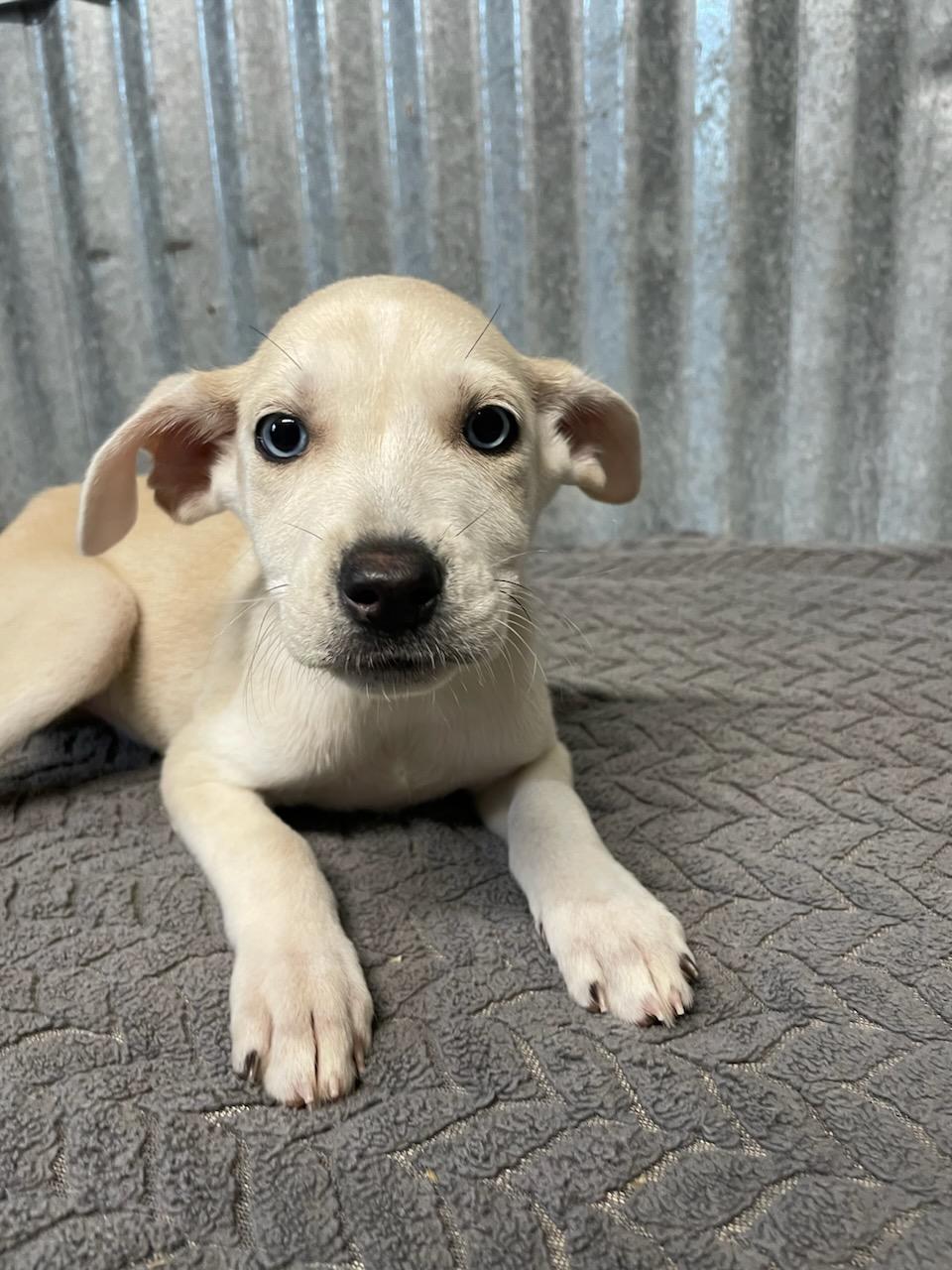 Honey, ADOPTABLE, Puppy Female Terrier.