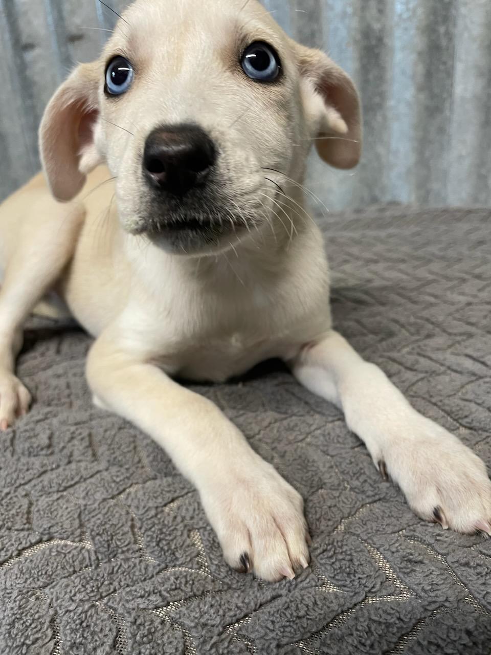 Enlarge Honey, a ADOPTABLE mixed breed in Polson, MT image 2/2