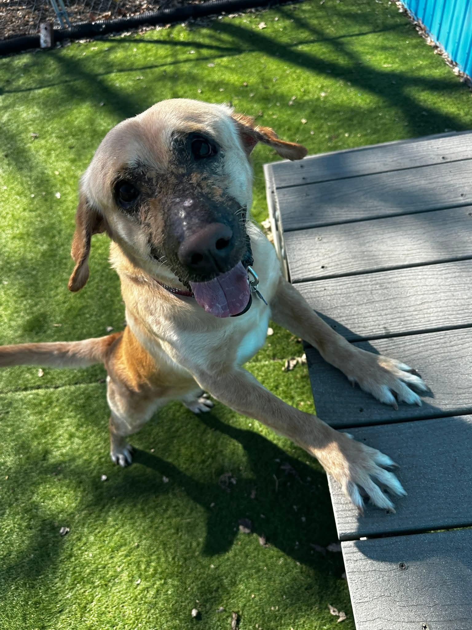 Enlarge Kevin, a Adoptable mixed breed in Cedar Rapids, IA image 2/6