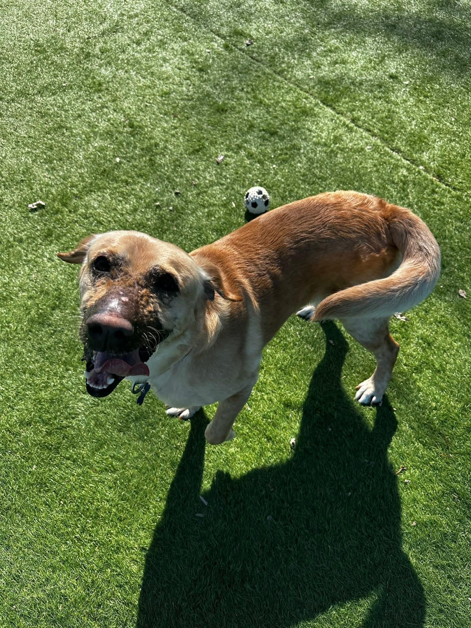 Enlarge Kevin, a Adoptable mixed breed in Cedar Rapids, IA image 5/6