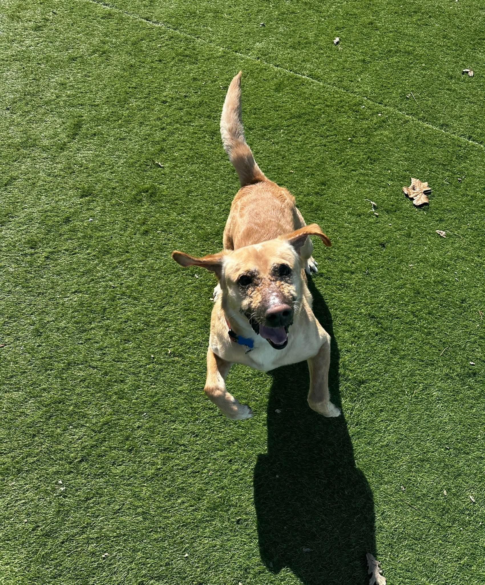 Enlarge Kevin, a Adoptable mixed breed in Cedar Rapids, IA image 6/6
