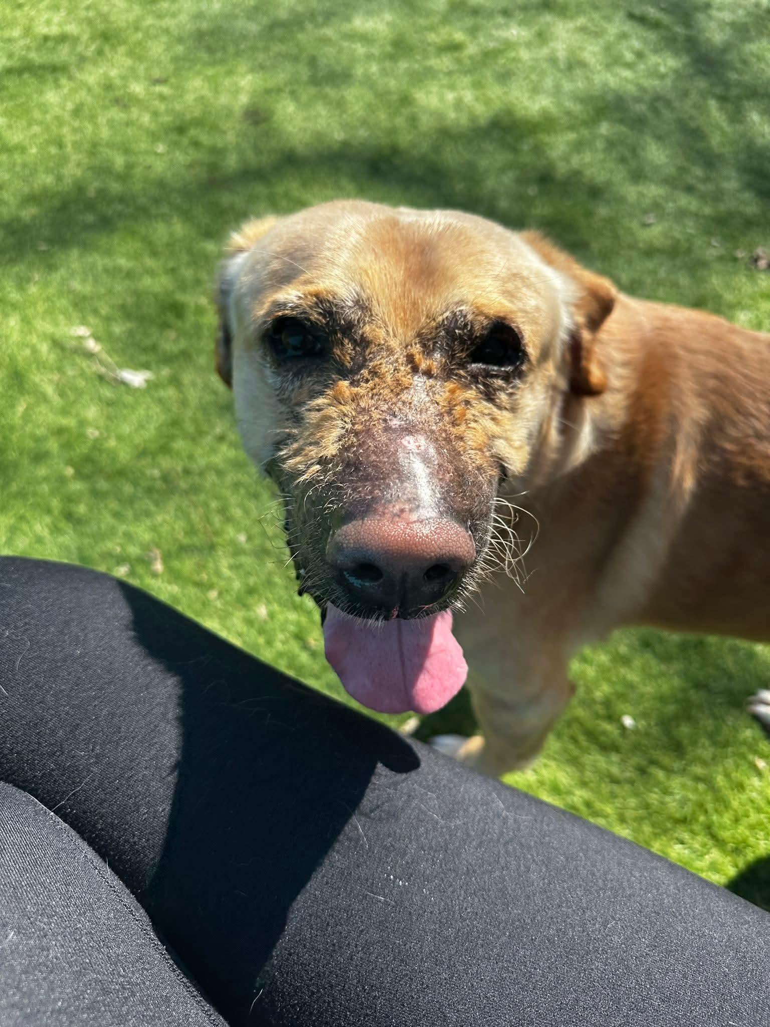 Enlarge Kevin, a Adoptable mixed breed in Cedar Rapids, IA image 4/6