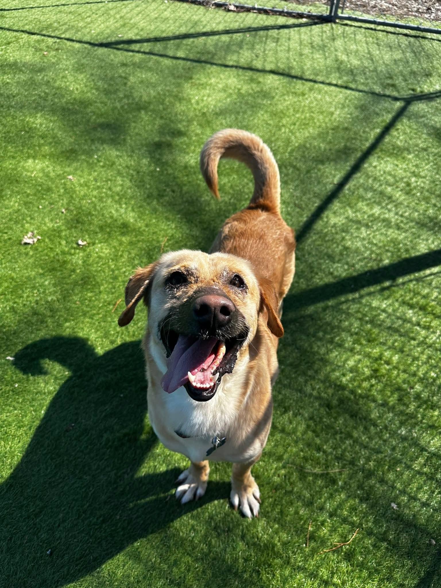 Enlarge Kevin, a Adoptable mixed breed in Cedar Rapids, IA image 1/6