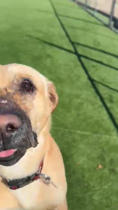 Enlarge Kevin, a Adoptable mixed breed in Cedar Rapids, IA video 3/6